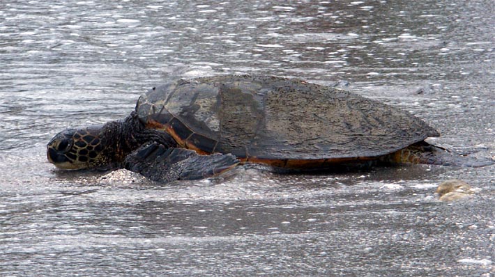 3733-green_sea_turtle