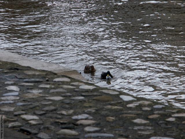 PICT5534-Ducks_in_river_Ouse